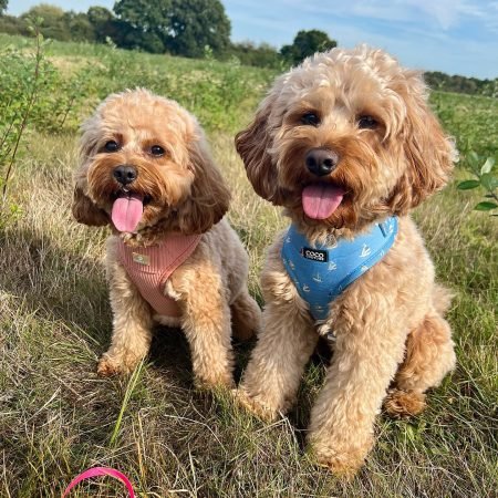 plush_pups__1701770400_3251008675228579884_58440265816 plush_pups__1701770400_3251008675228579884_58440265816